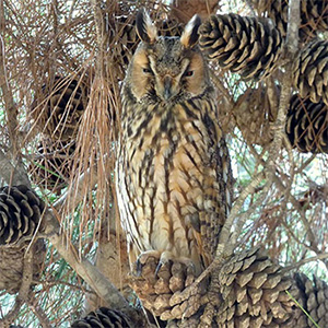 Long-eared Owl